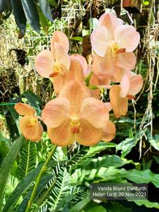 Vanda Bruce Danforth