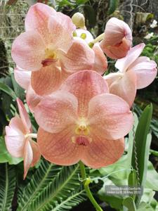 Vanda Bruce Danforth