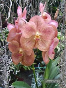 Vanda Bruce Danforth