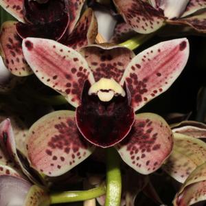 Cymbidium Magic Devon