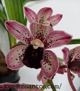 Cymbidium Magic Devon