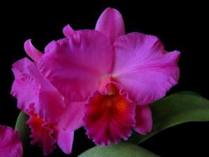 Cattleya Pat Thrall