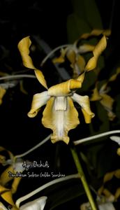 Dendrobium Seletar Golden Sunshine