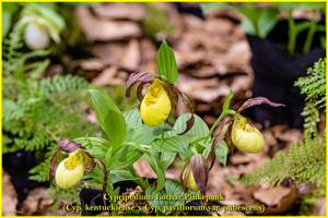 Cypripedium Lothar Pinkepank