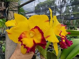 Rhyncholaeliocattleya Memoria Malai Thong