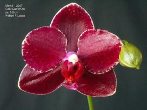 Phalaenopsis Cool Cat