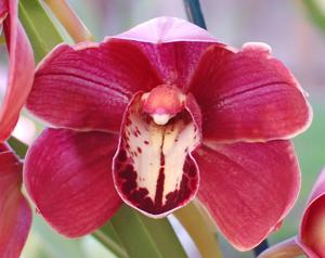 Cymbidium Bill Guest