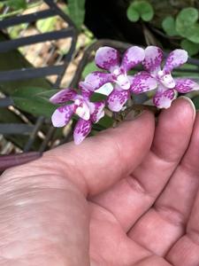 Sarcochilus Marina Harriott