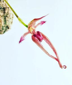 Bulbophyllum Meen Garuda