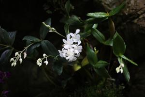 Dendrobium Mini Snowflake