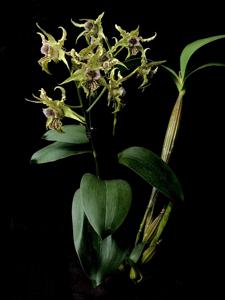 Dendrobium Neifert's Alexpoly