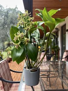 Dendrobium Neifert's Alexpoly