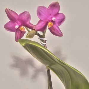 Phalaenopsis Tetra Bell