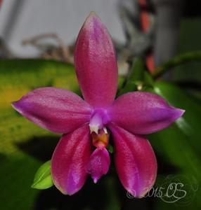 Phalaenopsis Tetra Bell