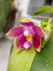 Phalaenopsis Tetra Bell