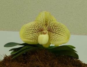 Paphiopedilum Wössner Favourite