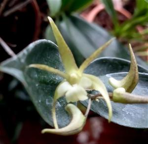 Dendrobium First Star