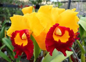 Rhyncholaeliocattleya Village Chief Triumph