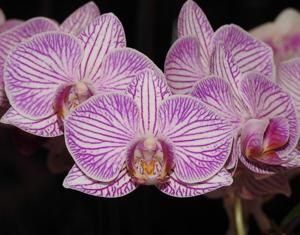 Phalaenopsis Tariflor Girl