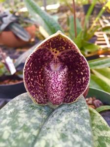 Paphiopedilum Ichiro Suzuki