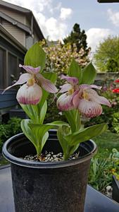 <i>Cypripedium</i> Pluto