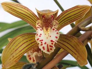 Cymbidium Sweet Tracey