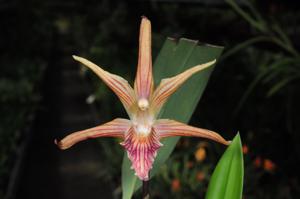 Maxillaria Sangay
