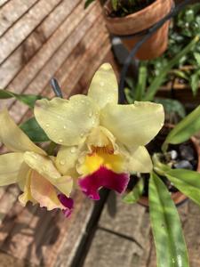 Rhyncholaeliocattleya Little Magician