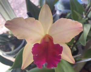 Rhyncholaeliocattleya Little Magician