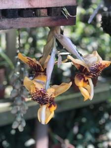 Stanhopea Plemont