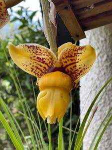 Stanhopea Plemont