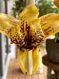 Stanhopea Plemont