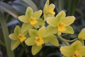 Cymbidium Ha Bui