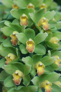 Cymbidium Ha Bui