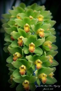 Cymbidium Ha Bui