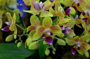 <i>Phalaenopsis</i> Sogo Allen