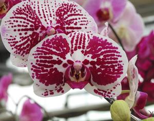 Phalaenopsis Sogo Melody