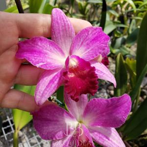 Rhyncholaeliocattleya Moonzac