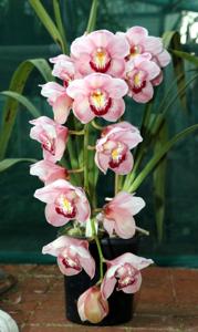 Cymbidium Memoria Dean Roesler