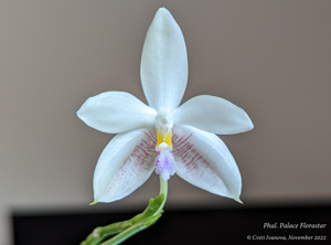 Phalaenopsis Palace Florastar