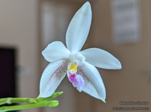 Phalaenopsis Palace Florastar