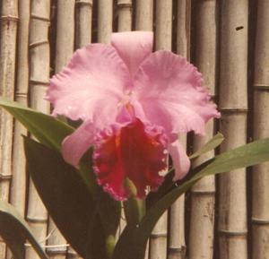 Cattleya Orquidacea's Full Force