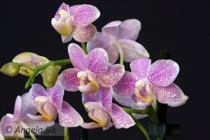 Phalaenopsis Maysang Black Boy