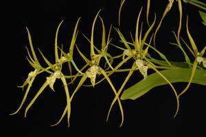 Brassia Le Magnifique