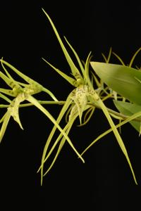 Brassia Le Magnifique