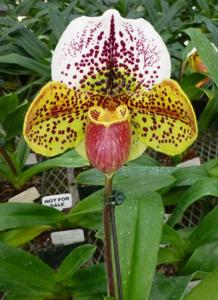 Paphiopedilum Jared's Choice