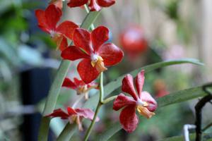 Vanda Molly Fairwater