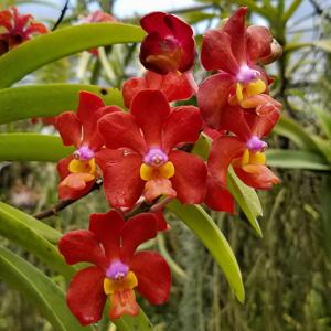 Vanda Molly Fairwater