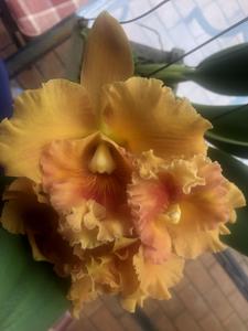 Rhyncholaeliocattleya Spanish Eyes