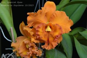 Rhyncholaeliocattleya Spanish Eyes